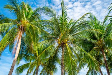 Patong Sahili, Phuket Adası, Tayland 'da açık mavi gökyüzüne karşı fındıklı hindistan cevizi palmiyeleri. Tropikal doğa arka planı.