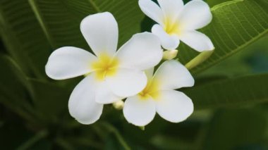 Sarı merkezleri ve yemyeşil yaprakları olan beyaz tesisat çiçeklerine yakın çekim. Yengeç, Tayland 'da Frangipani tropikal çiçekleri açıyor. Doğa arkaplanı.