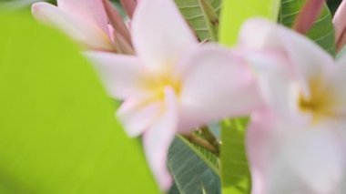 Sarı merkezli ve yemyeşil yapraklı pembe tesisat çiçeklerine yakın çekim. Yengeç, Tayland 'da Frangipani tropikal çiçekleri açıyor. Doğa arkaplanı.