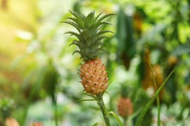 Phuket, Tayland 'daki tropikal bir bahçede yetişen taze taze ananas komposu. Sürdürülebilir tarım, organik tarım.