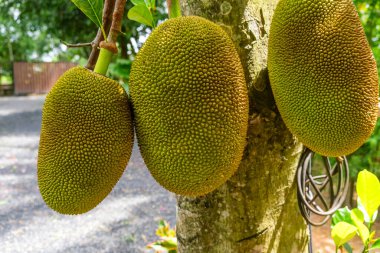 Olgun meyveler Artocarpus heterofillus Tayland 'ın Phuket kentindeki tropik bir bahçede yetişiyor. Sürdürülebilir tarım, organik tarım.