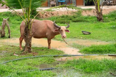 Water buffalo standing on lush green grass near a muddy puddle and palm trees in a rural farm, Phuket, Thailand. Sustainable farming, rural tourism. clipart