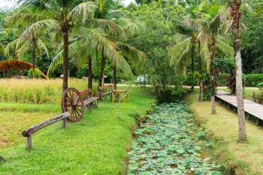 Palmiye ağaçları, pirinç tarlası, ahşap patika yolu, nilüfer çiçekli su kanalı ve Tayland 'daki Phuket Adası' ndaki yeşil çimenlikteki kırsal banklar. Eko-turizm alanı, çiftlik konaklama, halk parkı