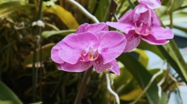 Phuket, Tayland 'da arka planda yumuşak yeşil yapraklı canlı pembe orkidelerin yakın çekimi. Tropik çiçekler.