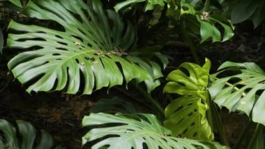 Bereketli canavar, Monstera Deliciosa 'yı tropik bir orman ortamında canlı yeşil renklerle bırakır. Soyut doğa arkaplanı.