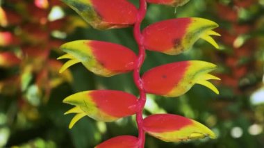 Canlı kırmızı ve sarı Heliconia rostrata çiçeklerinin yakın çekimleri, yemyeşil bir arka planda eşsiz şekilleri var. Tropik istakoz pençesi ya da cennet kuşu, Phuket, Tayland.