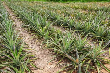 Toprakta yetişen ve tarımsal tarım ve tropikal tarım, Phuket, Tayland 'ı betimleyen sıralı yeşil yapraklı bitkilerle ananas çiftliği..