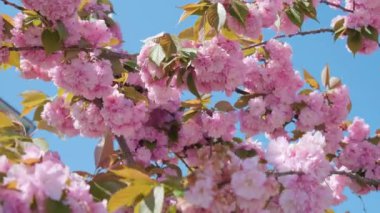İlkbahar pembe kiraz çiçekleri ya da mavi gökyüzüne karşı sakura. Doğa arkaplanı