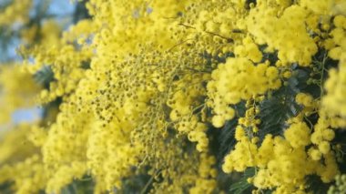Sarı mimoza çiçekleri mi yoksa bahar ağacında açan Acacia Dealbata mı? Bahar tatili geçmişi.