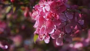 Bahar pembe elma ağacı çiçek açıyor. Çiçek açan pembe ağaç. Kapatın. Doğa arkaplanı.