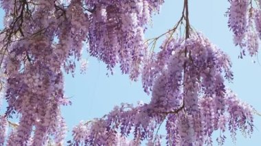 Çin salkımı çiçekleri mavi gökyüzüne karşı çiçek açıyor. Mavi yağmur Wisteria çiçeği. Doğa arkaplanı.