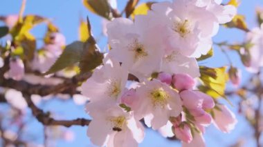 İlkbahar pembe kiraz çiçekleri ya da mavi gökyüzüne karşı sakura. Kapatın. Doğa arkaplanı.
