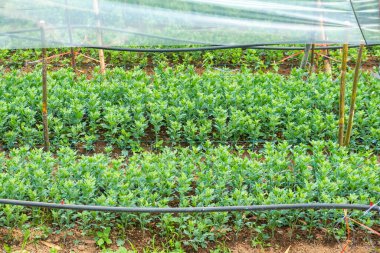 Tayland, Chiang Mai 'de korunan plastik sera altında büyüyen genç yeşil kasımpatı bitkileri. Tarım, tarım ve bahçıvanlık konsepti. Verimlilik ve sürdürülebilirlik, organik ve