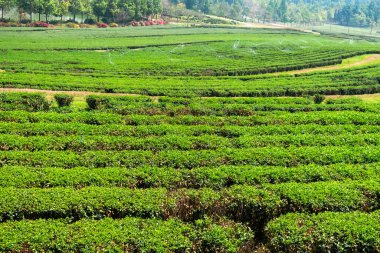 Tayland, Chiang Mai 'de güneşli gökyüzünün altında yemyeşil çay tarlası. Tarım, tarım ve bahçıvanlık kavramı.
