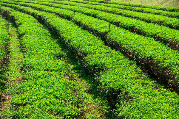 Закройте вид на аккуратные ряды зеленых чайных плантаций под солнечным небом в Чианге, Таиланд. Концепция сельского хозяйства, сельского хозяйства и садоводства.