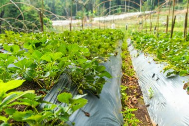 Tayland, Chiang Mai 'deki sera çiftliğindeki plastik malçların altında sıra sıra yetişen genç çilek bitkileri. Kapatın. Tarım, tarım ve bahçıvanlık konsepti. Verimlilik ve sürdürülebilirlik, organik ve
