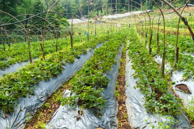 Tayland, Chiang Mai 'deki sera çiftliğinde koruyucu plastik gübre altında yetişen çilek bitkileri. Tarım, tarım ve bahçıvanlık konsepti. Verimlilik ve sürdürülebilirlik, organik ve yerel