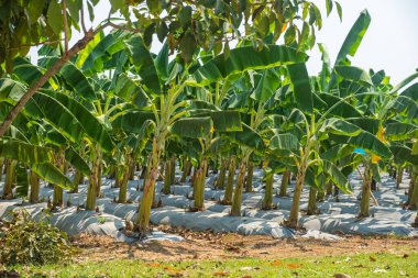 Tayland, Chiang Mai 'de muz çiftliği. Tarım, tarım ve bahçıvanlık konsepti. Etkili modern tarım ve gıda üretimi.