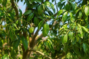 Taze yeşil mango, güneşli bir günde Chiang Mai, Tayland 'daki meyve bahçesinde yapraklı dala asılı. Tarım, tarım ve bahçıvanlık konsepti. Etkili modern tarım ve gıda üretimi.