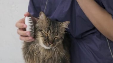 Uzun saçlı kedi, kürkünü tarak ile fırçalamaktan zevk alıyor, profesyonel bir tımar seansında hayvan hijyeni ve kürk bakımını garanti ediyor. Veteriner ve profesyonel bakım hizmetleri veteriner kliniğinde.