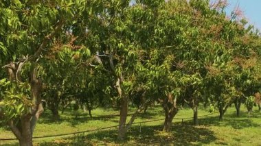Tayland 'ın Chiang Mai kentindeki kırsal alanda yetişen yemyeşil meyve ağaçları. Tarım, tarım ve bahçıvanlık konsepti. Etkili modern tarım ve gıda üretimi.