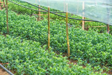 Tayland 'ın Chiang Mai kentindeki koruyucu plastik seranın altında sıra sıra büyüyen genç yeşil kasımpatı çiçekleri. Tarım, tarım ve bahçıvanlık konsepti. Organik ve yerel tarım.