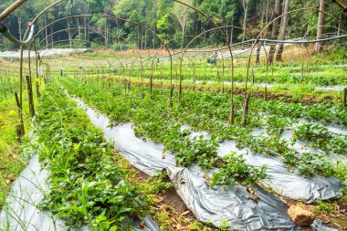 Tayland, Chiang Mai 'deki sera çiftliğinde koruyucu plastik gübre altında yetişen çilek bitkileri. Yiyecek üretimi için tarla. Tarım, tarım ve bahçıvanlık konsepti. Organik ve yerel tarım.