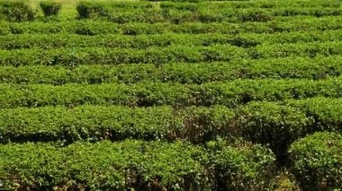 Chiang Mai, Tayland 'da, güneşli gökyüzünün altında sulama sistemi olan yeşil çay tarlaları. Tarım, tarım ve bahçıvanlık kavramı.