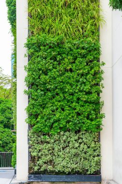 Çağdaş şehir binasının dikey yeşil duvarlarıyla modern mimari cephe. Bangkok, Tayland 'daki alışveriş merkezine entegre edilmiş yeşil entegrasyonlu duvarlar. Füzyon