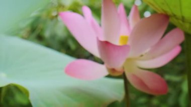 Çiçek açmış güzel pembe nilüfer çiçekleri yemyeşil yapraklarla çevrili verimli doğal bahçe ortamı, Phu Quoc Adası, Vietnam. Kapatın. Soyut doğa geçmişi. Çiçek dokusu.