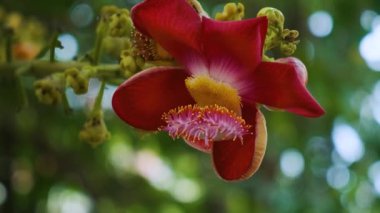 Açık kırmızı gülle ağacı çiçeği, Vietnam 'daki Phu Quoc adasındaki tropikal bahçede yumuşak bokeh arka planına sahip bir dalda çiçek açıyor. Kapatın. Soyut doğa geçmişi. Çiçek dokusu.