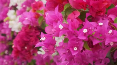Pembe, kırmızı ve beyaz taç yapraklarıyla dolu parlak renkli bougainvillea çiçekleri canlı bir çiçek arkaplanı oluşturuyor. Soyut doğa geçmişi. Çiçek dokusu.