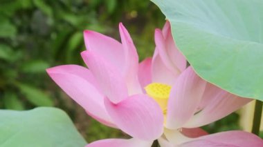 Pembe nilüfer çiçekleri yemyeşil yapraklarla çevrili verimli doğal bahçe, Phu Quoc adası, Vietnam. Kapatın. Soyut doğa geçmişi. Çiçek dokusu.