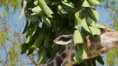 Yakından bakınca zürafa kafasını kaşıyıp arka planda ağaçlar olan yeşil bitkileri yiyor, Chiang Rai, Tayland. Vahşi hayvanlar açık hayvanat bahçesinde eğleniyor. Safari Parkı.