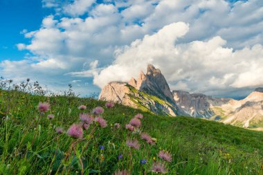 İtalyan Dolomitleri Alpleri 'ndeki Seceda dağ zirveleri ve kır çiçekleri, Trentino Alto Adige, İtalya. Dolomiti, Güney 'de, bulutlu gökyüzünün altında kayalıkları ve yeşil yamaçları olan dağ manzarası