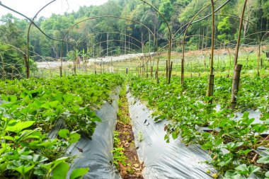 Tayland, Chiang Mai 'deki sera çiftliğinde koruyucu plastik gübre altında yetişen çilek bitkileri. Yiyecek üretimi için tarla. Tarım, tarım ve bahçıvanlık konsepti. Organik ve yerel tarım.