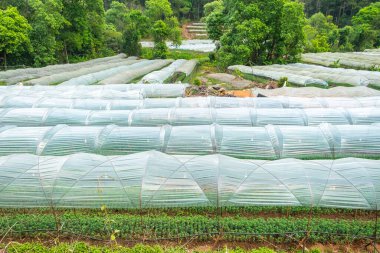 Tayland, Chiang Mai 'de yemyeşil ormanlarla çevrili bir çiftlikteki ekinleri kaplayan plastik seralar. Tarım, tarım ve bahçıvanlık konsepti. Verimlilik ve sürdürülebilirlik, organik ve yerel