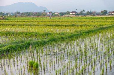 Gün batımında Chiang Mai, Tayland 'da sel basmış çeltik tarlasında yetişen genç pirinç bitkileri. Geleneksel tarım ve kırsal alan, Asya. Tarım ve geleneksel pirinç tarımı.