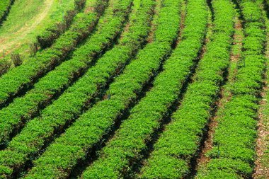 Chiang Mai, Tayland 'da güneşli gökyüzünün altındaki tarlada yeşil çay tarlalarının manzarasını kapatın. Tarım, tarım ve bahçıvanlık kavramı.