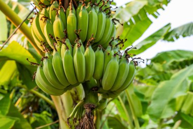 Tayland, Chiang Mai 'deki tropikal çiftlikte yetişen olgunlaşmamış yeşil muzlar. Tarım, tarım ve bahçıvanlık konsepti. Kapatın. Asya 'da tropikal tarım ve gıda üretimi.
