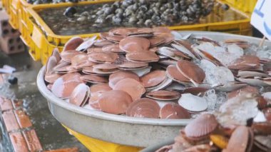 Fresh scallops and clams on ice displayed at traditional Vietnamese seafood market. Shellfish on display at food market in Phu Quoc, Vietnam. Sustainability, traditional fishing culture and fresh