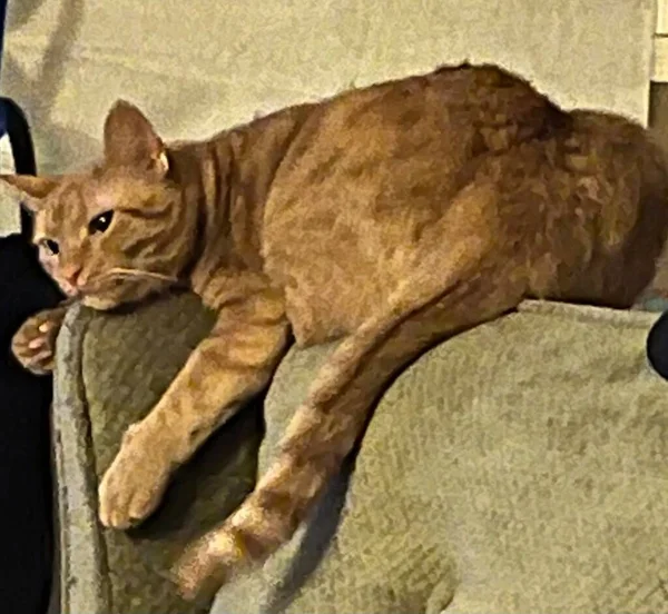 Cat Feline Млекопитающее Мягкий Мех Любит Ловить Мышей — стоковое фото