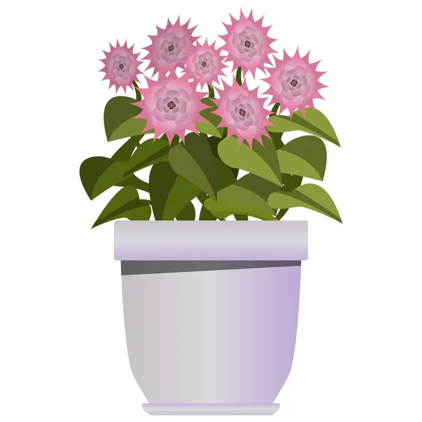 Pink flowers in purple pot in realistic style. Flower bed for the window. Colorful vector illustration isolated on white background.