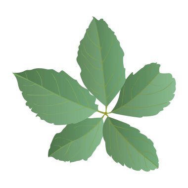 Kiraz Yaprağı gerçekçi bir şekilde. Sonbahar yaprağı. Beyaz arkaplanda izole edilmiş renkli illüstrasyon.