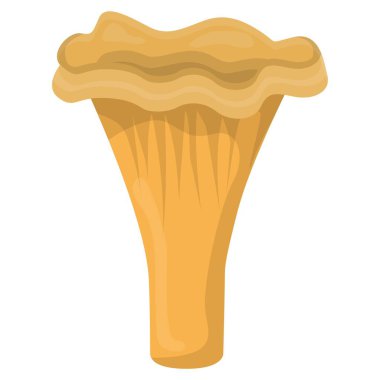 Chanterelle mantarı. Yenilebilir organik mantarlar. Yer mantarı. Orman mantarı tipleri. Beyaz arkaplanda izole edilmiş renkli vektör illüstrasyonu.