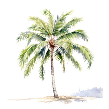 beyaz zemin üzerine Hindistan cevizi hurma ağacı