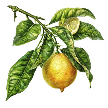 Limonun suluboya çizimi, narenciye meyveleri