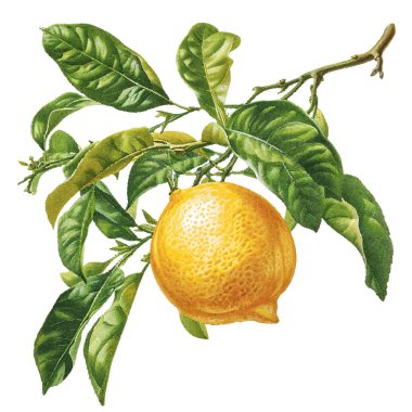 Olgun portakal meyveli bir dalın suluboya çizimi