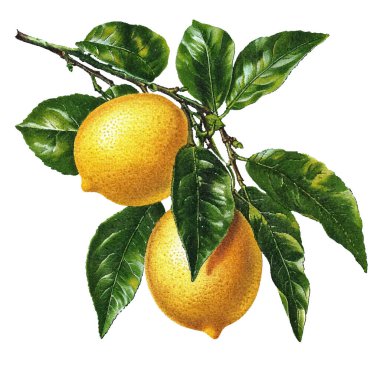 Limonlu suluboya çizimi. el çizimi