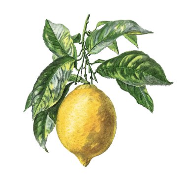 beyaz arkaplanda limon suluboya çizimi.